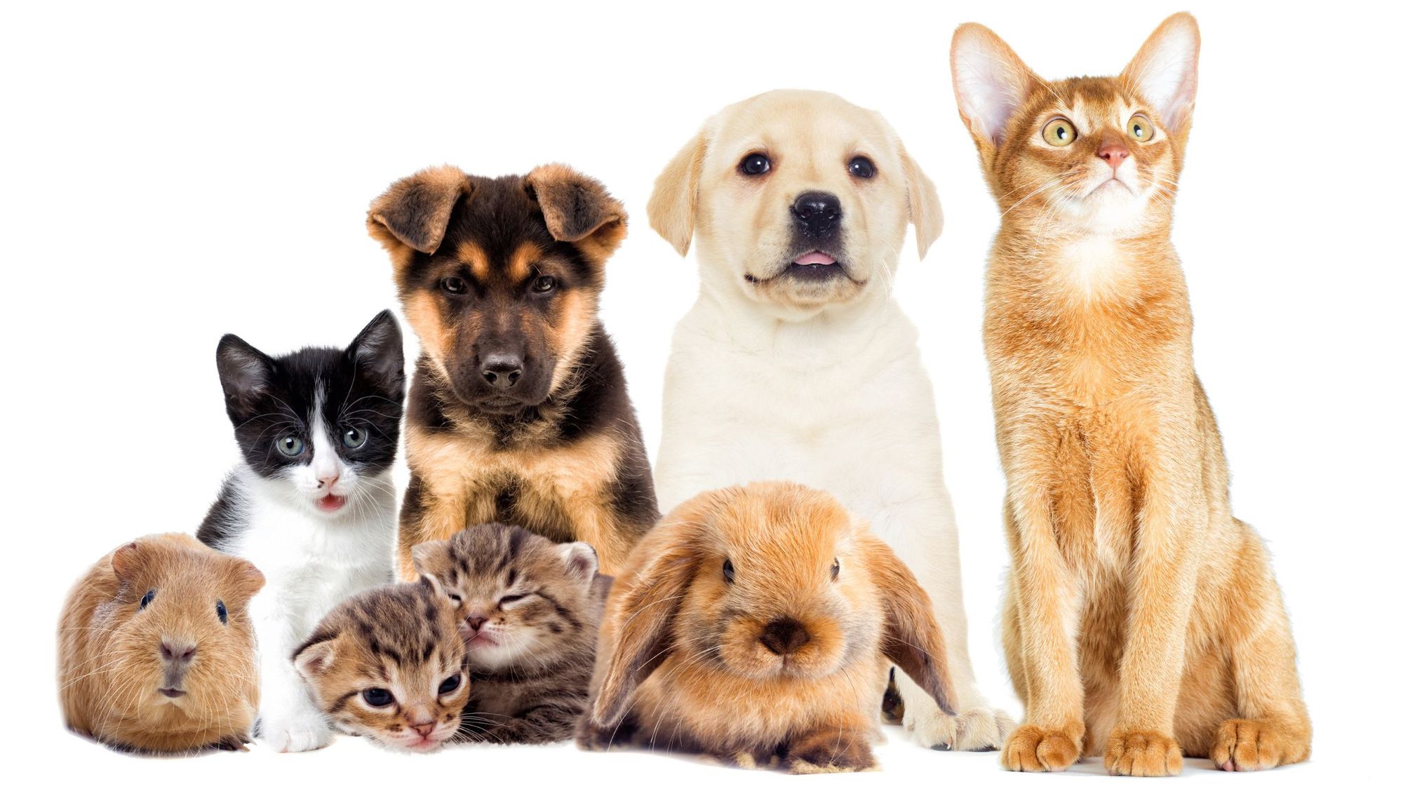 How An Emotional Support Pet Improves Your Mental Health