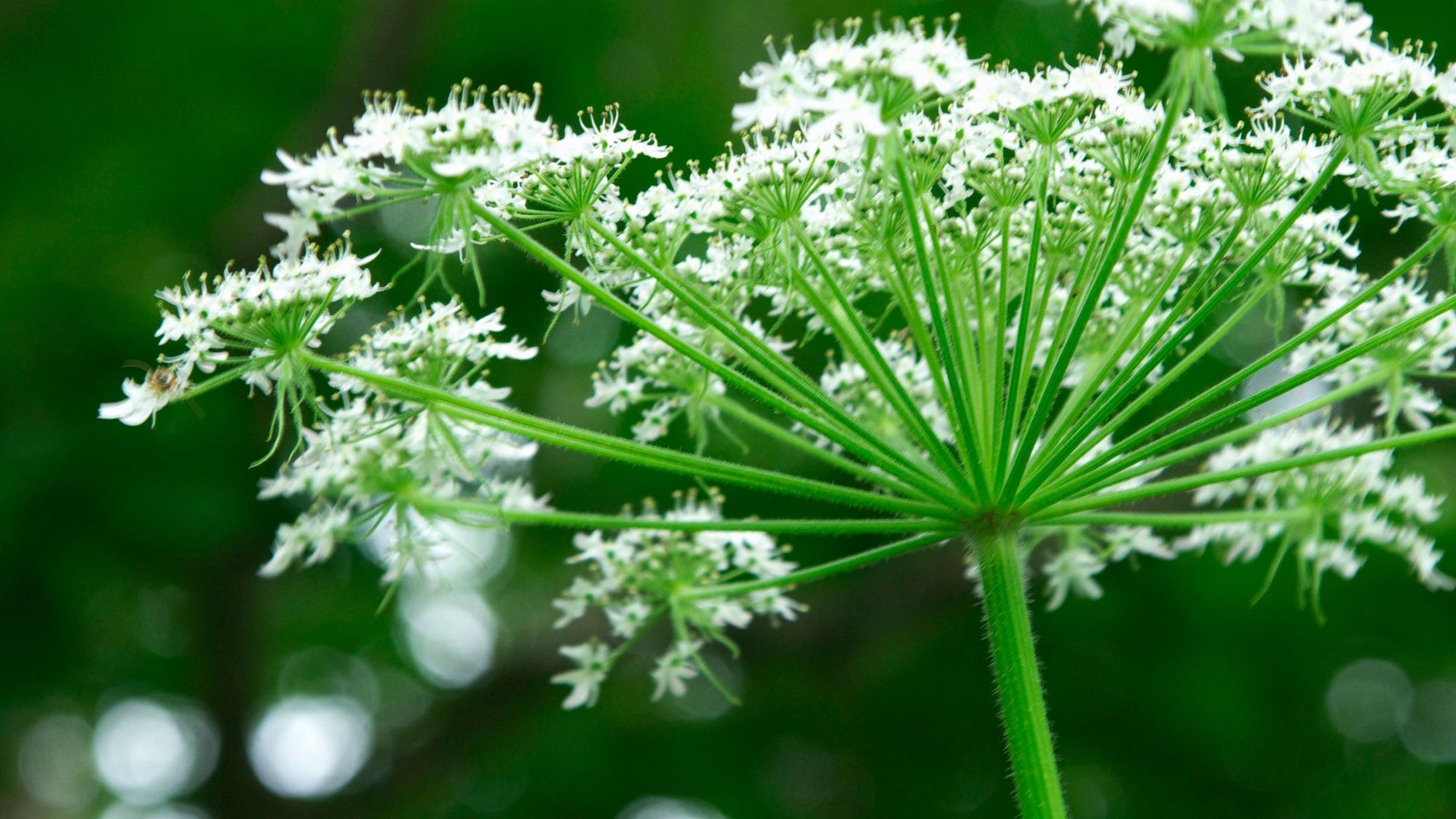 Angelica Sinensis Benefits: 10 Health Benefits of Angelica Sinensis Root Extract