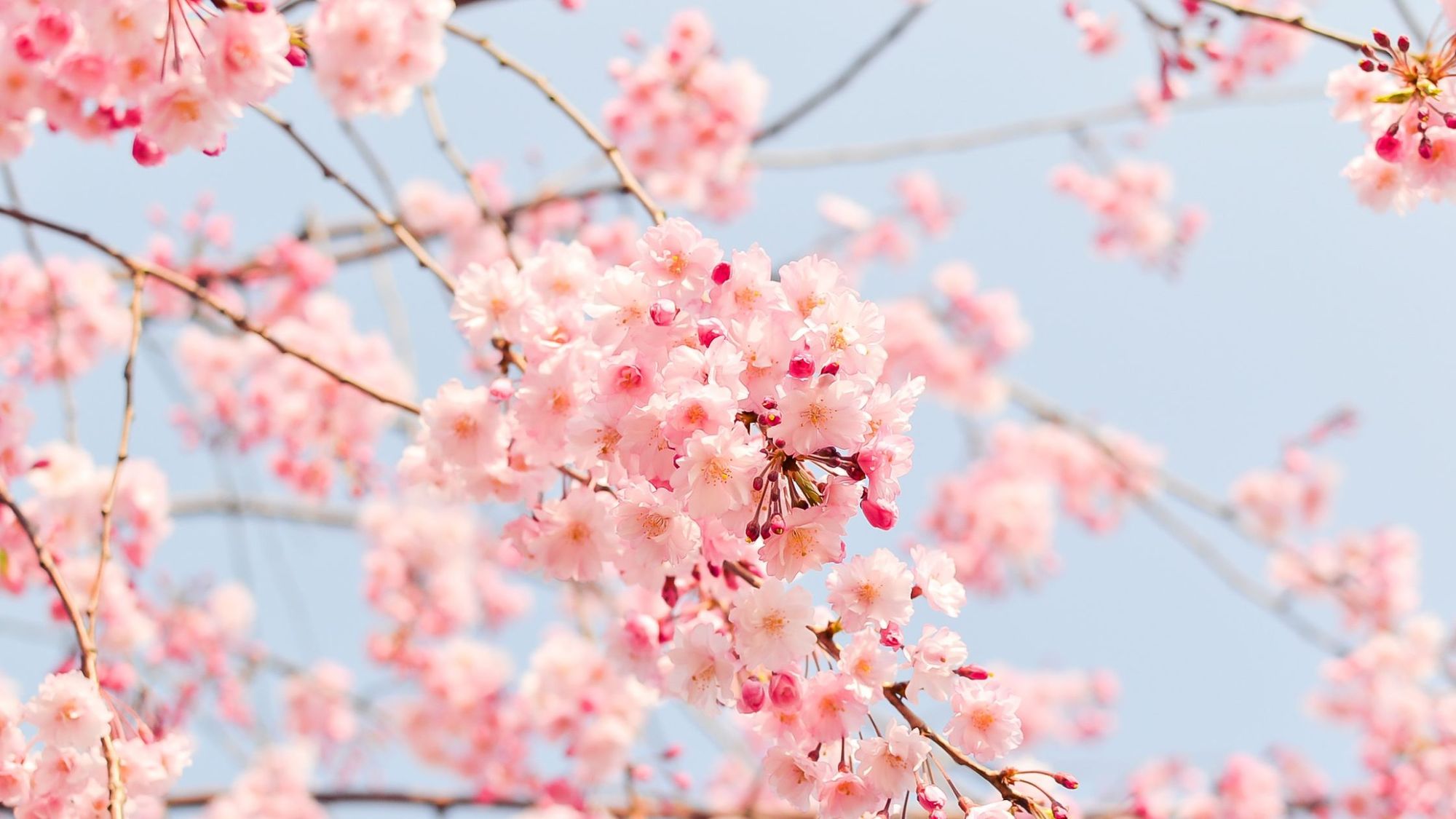 Spring Cleaning: 5 Benefits to Your Physical and Mental Health