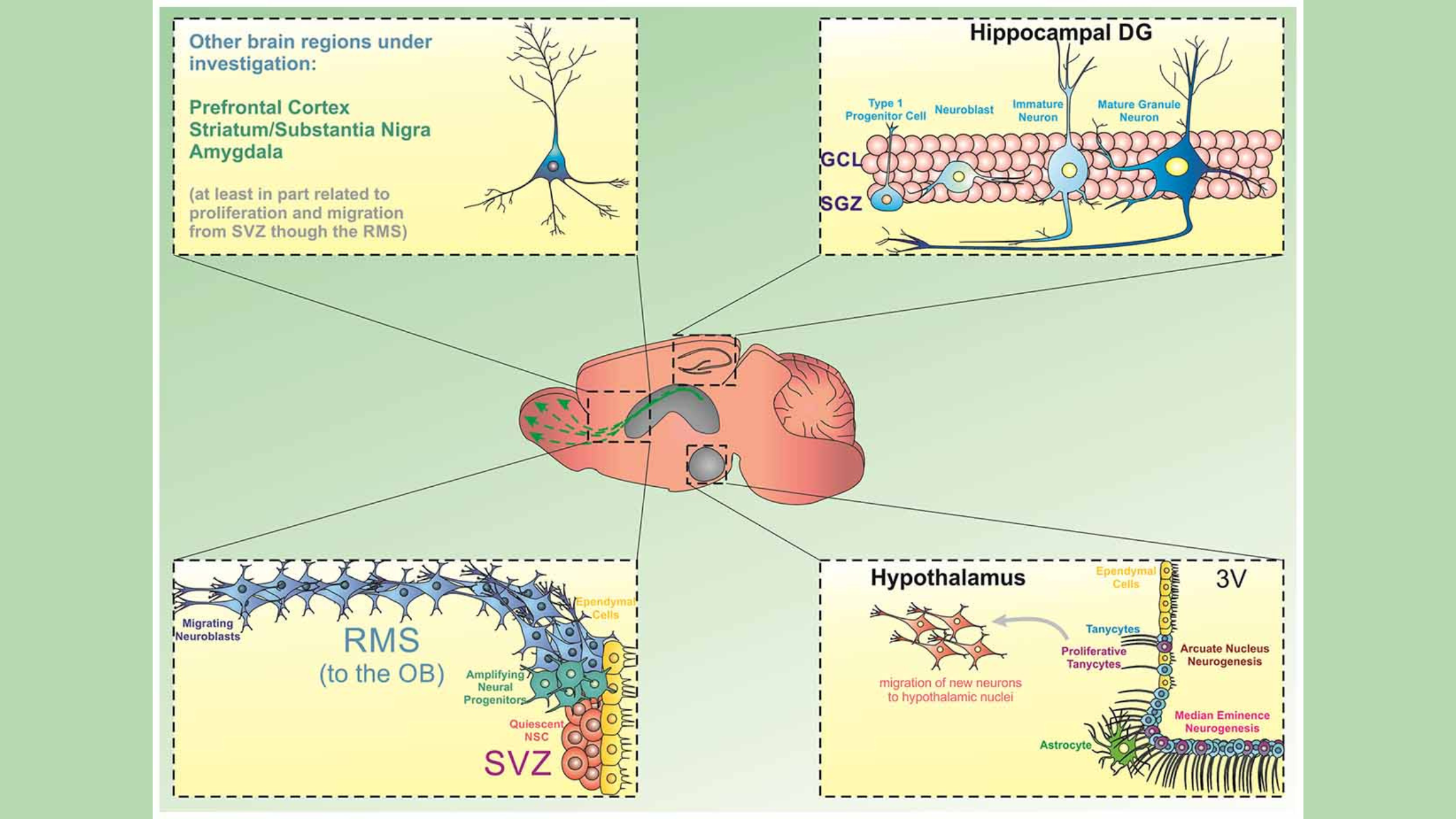 Unlocking the Brain Power of Adult Neurogenesis