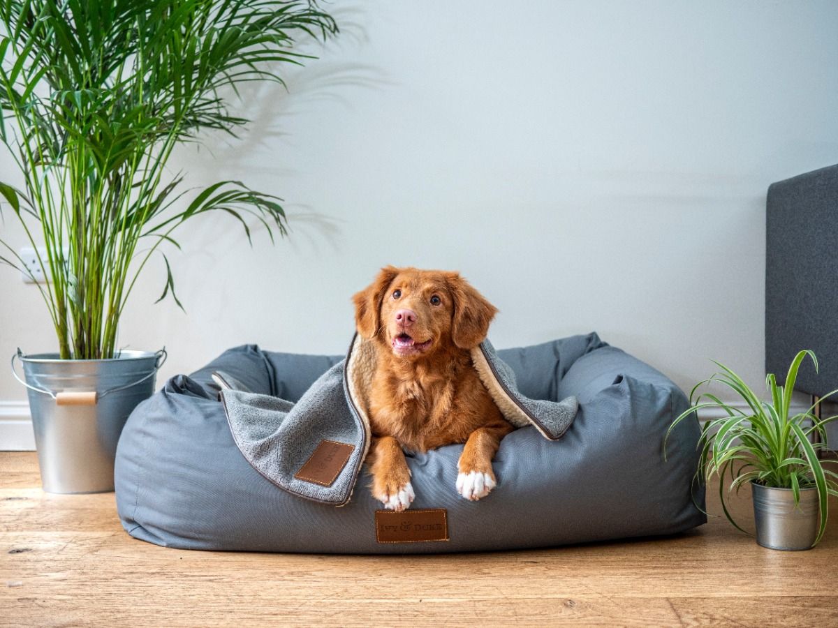 Should You Get A Pet?