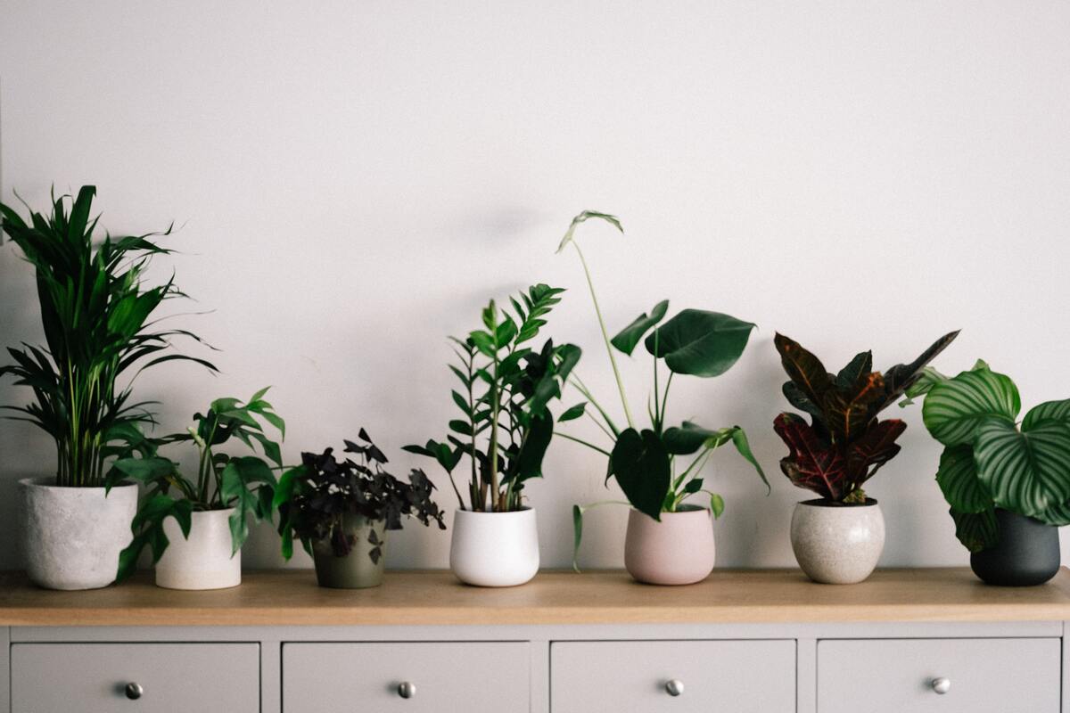 Benefits Of Houseplants And Gardening
