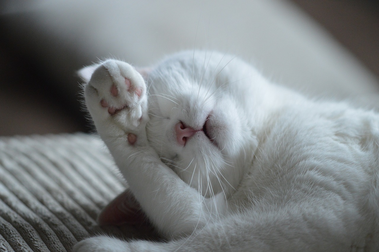 質の高い睡眠をサポートするものとは