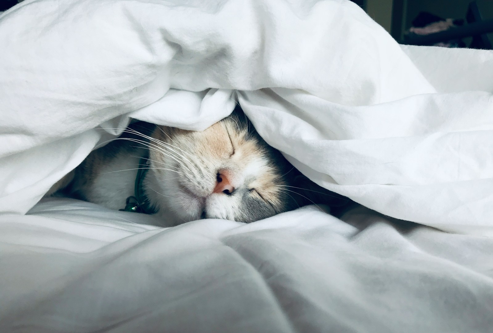 睡眠と栄養の関係