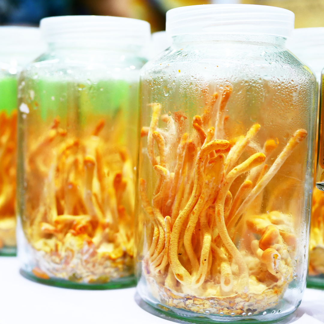 What Are Cordyceps and How Can They Benefit Your Health?