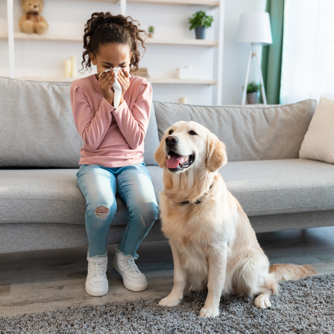 Top 10 Hypoallergenic Dog Breeds for Allergy Sufferers