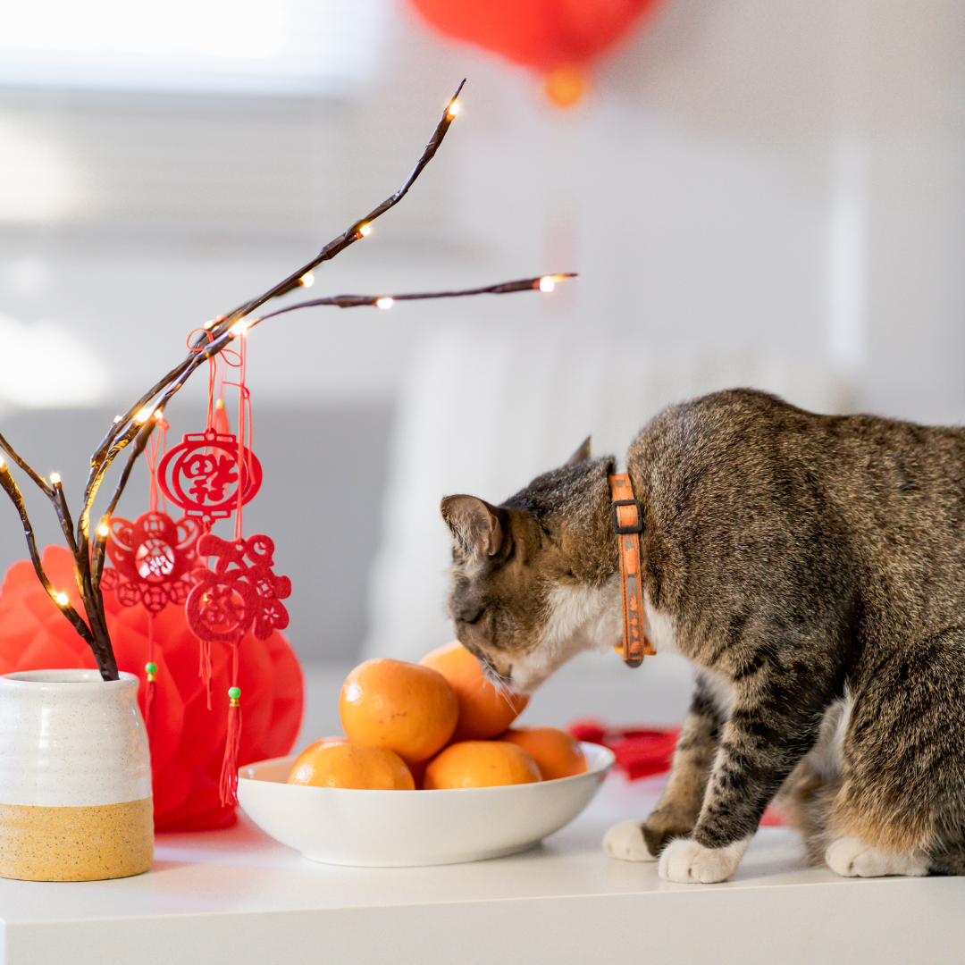 Lunar New Year Across Asia: Unique Traditions and Celebrations